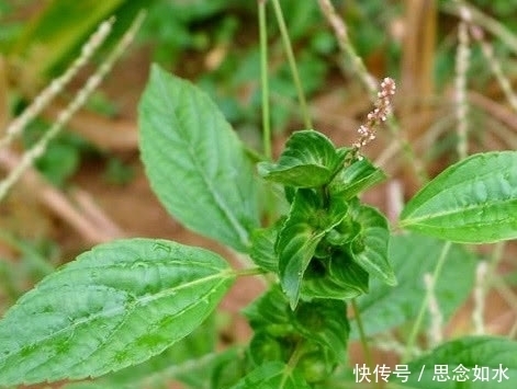 图片来源网络|这种野菜不能吃,泡水喝却有神奇的保健作用,可惜知道的人不多
