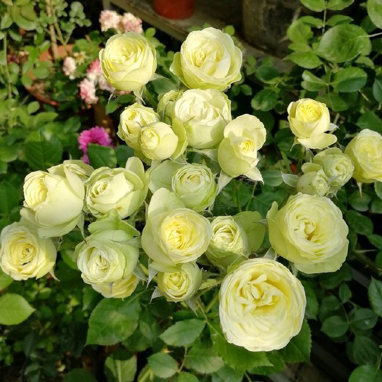 稻田土|这些花特别容易开花,并且花期超长,开花时繁花似锦,花量还大