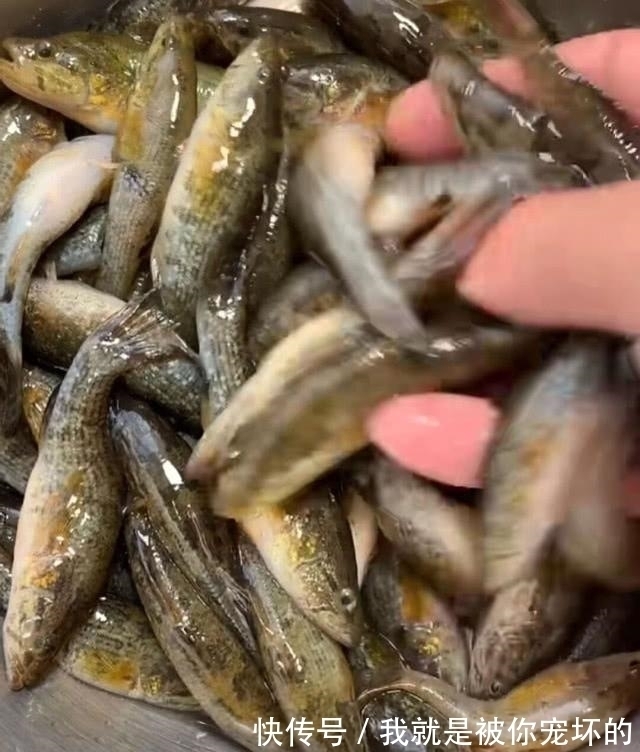 东北的老头鱼是一种什么鱼？生活在野泡子里，冬天冰封也冻不死