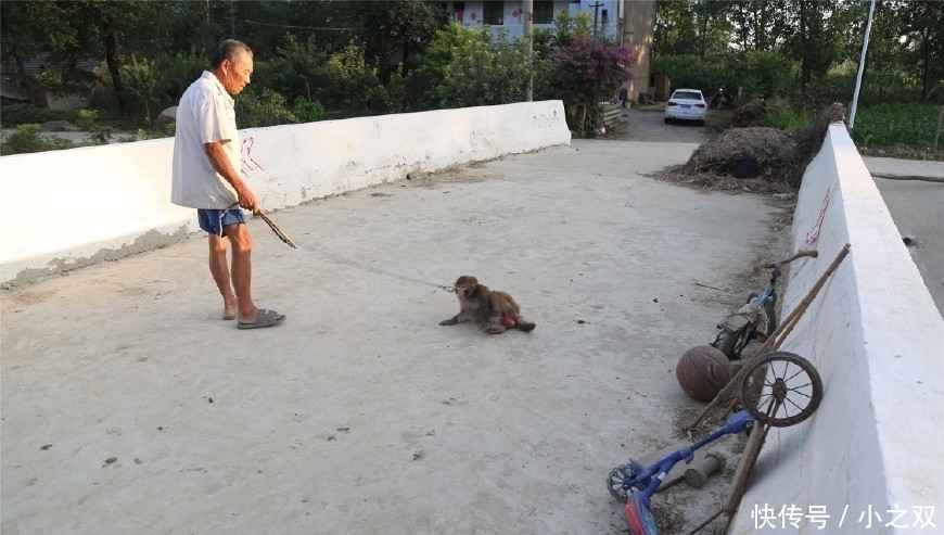 杂技|猴在我在“杂技之乡”的7旬训猴老汉与猴同吃住终生未娶