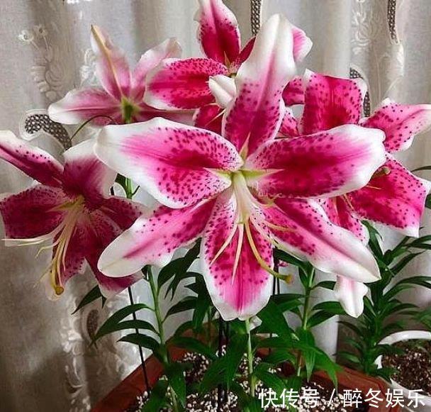 百合花|养花就养4种花，家里养一盆，花美心情好，一养就上瘾