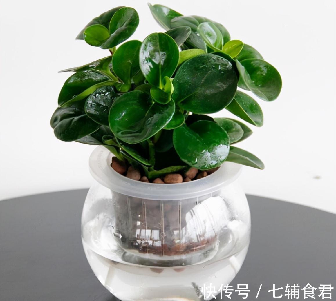 农历九月十八霜降后,养什么花?家里养3种花,一帆风顺四季平安