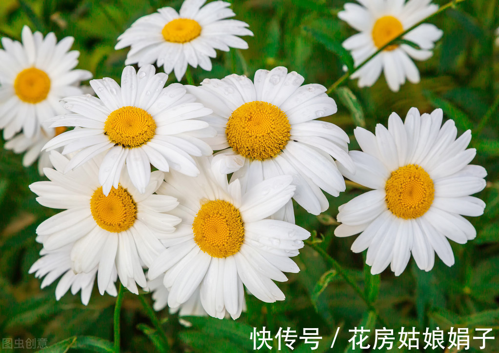 花友们|给花儿经常喂点这4种药水，花儿10年不烂根，新芽蹭蹭往上冒