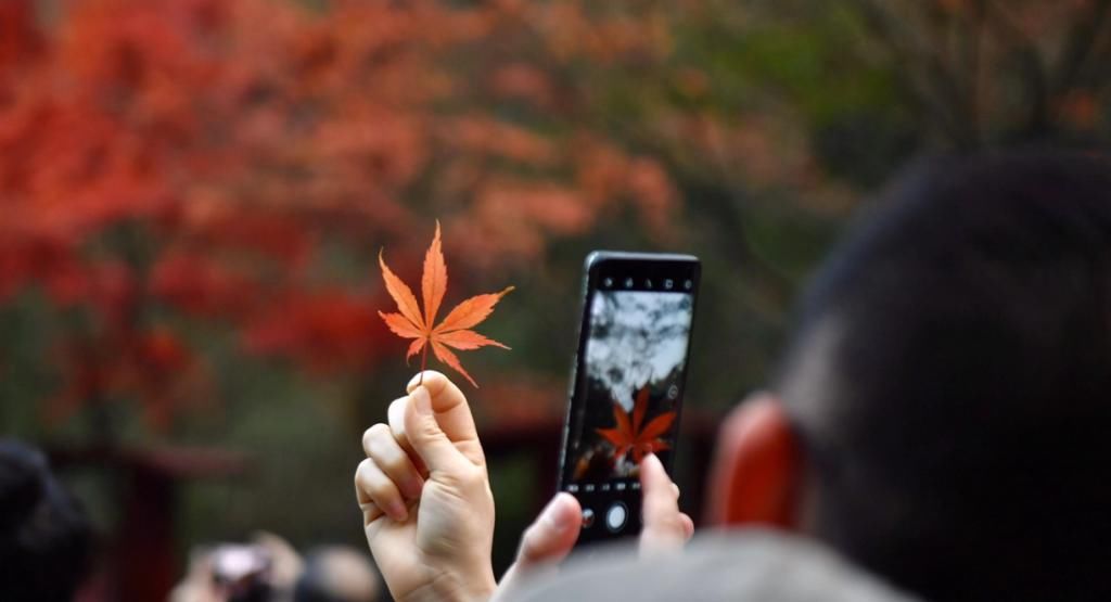 岳麓山|红了！岳麓山枫叶进入最佳观赏期，错过等明年！