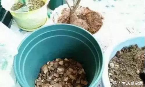 家家都有的垃圾,用来养花,不黄叶、不烂根,啥花都喜欢