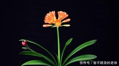 君子兰要想美,就让它喝这几种水,来看看你是否做对