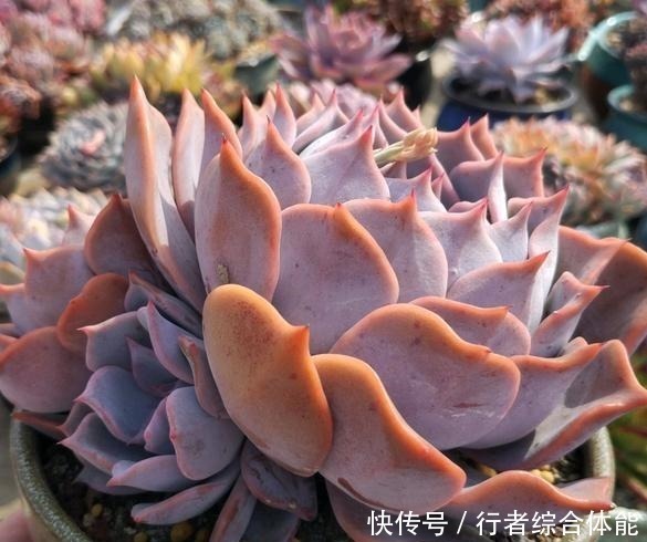 花友|放在顶楼露养1个月后,给多肉拍照的时候,再也不用开滤镜了!