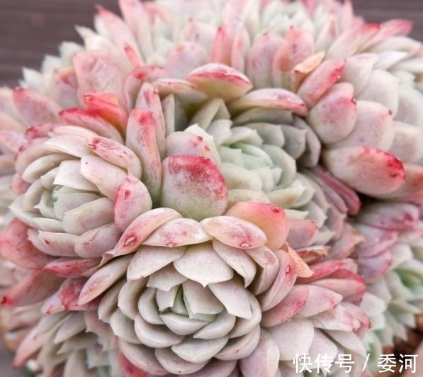 11月养盆多肉冰莓,了解掌握4个要点,美艳动人爱群生