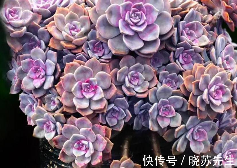 最爱多肉紫乐,好养殖易出状态,非常容易爆盆