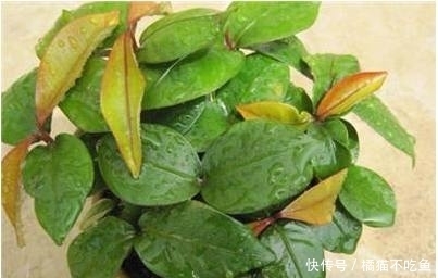 这3种水果那么贵,吃完籽别扔,丢水里泡7天,一个月盆栽大变样