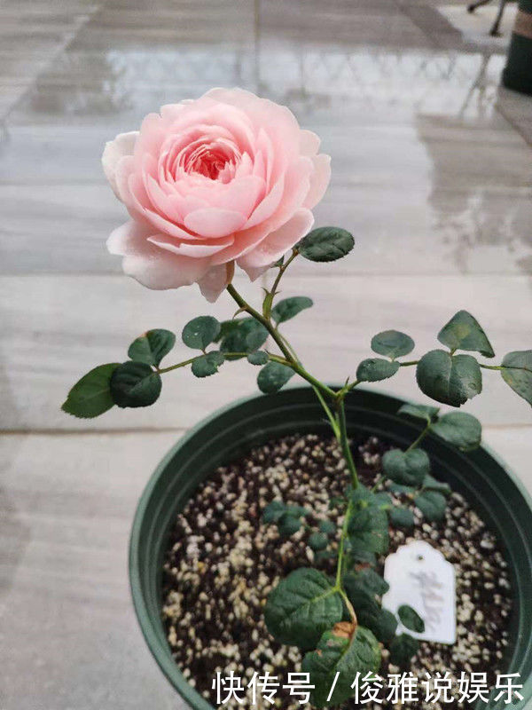 喜欢菊花,首选“欧洲小米菊”色彩糖果,似黄色糖粒,色彩斑斓