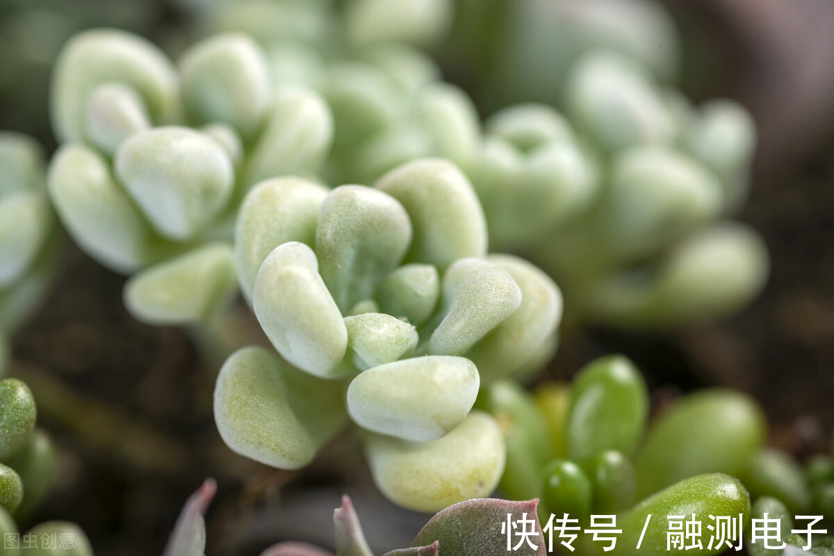 遮阳网|夏季种植多肉盆栽的注意事项