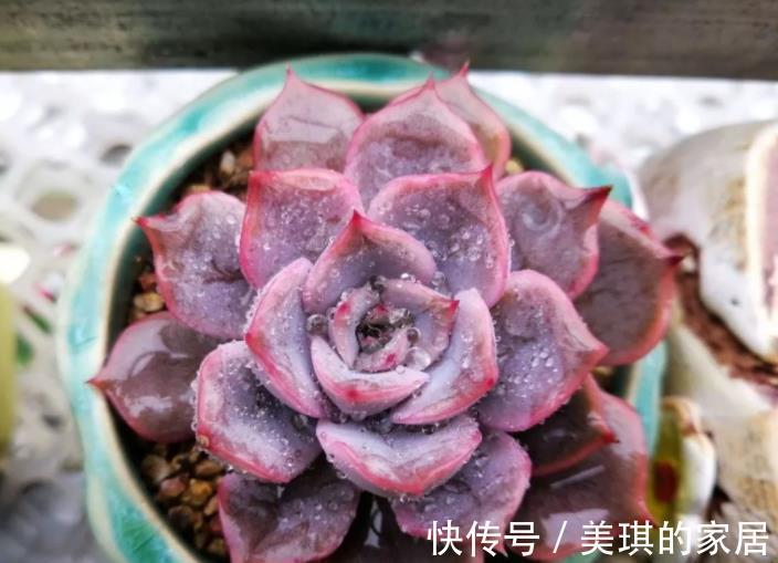 蓝色|多肉蓝色惊喜和菲欧娜,老花匠更推荐后者,来看看为什么?