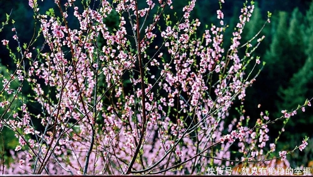 中国宣汉：春风十里，三月花海艳巴山