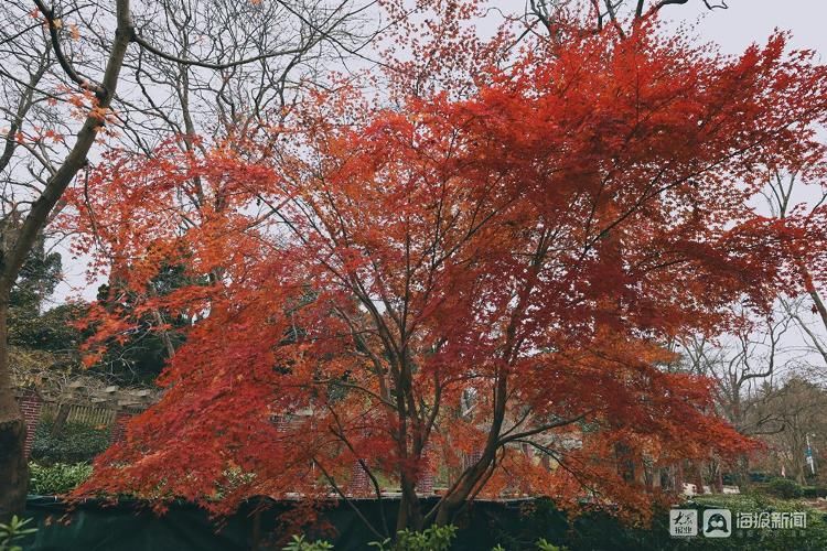 枫林涧|“枫”景这边独好!中山公园“枫林涧”惊艳了初冬