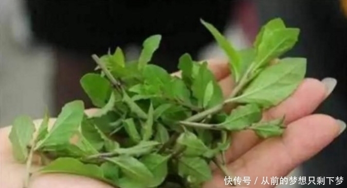 清甜美味|据说这种野菜常在坟地里，如今几十元一斤，要是你你敢去摘吗