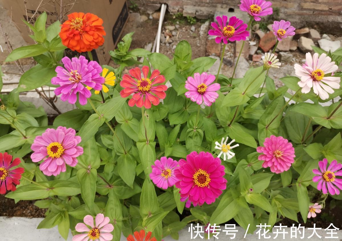 百日草|人到五十五，养花也会心累，养这5种花量大不操心