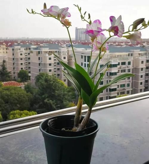 兰花|比兰花还仙气,这种花“浑身是宝”,养在家中十盆也不嫌多