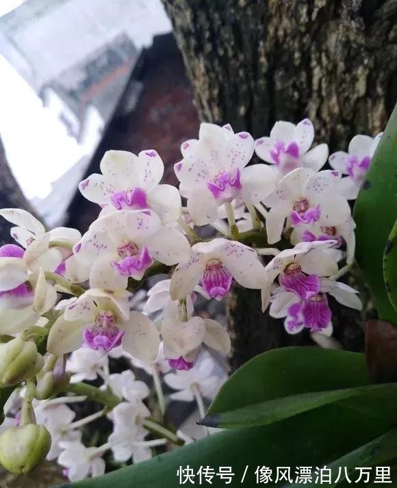 花姿|6种兰花爱开花,一开就变成“花瀑布”,太美了!