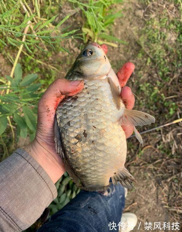 夏天大板鲫都藏在这些地方，方法用对就可以钓到