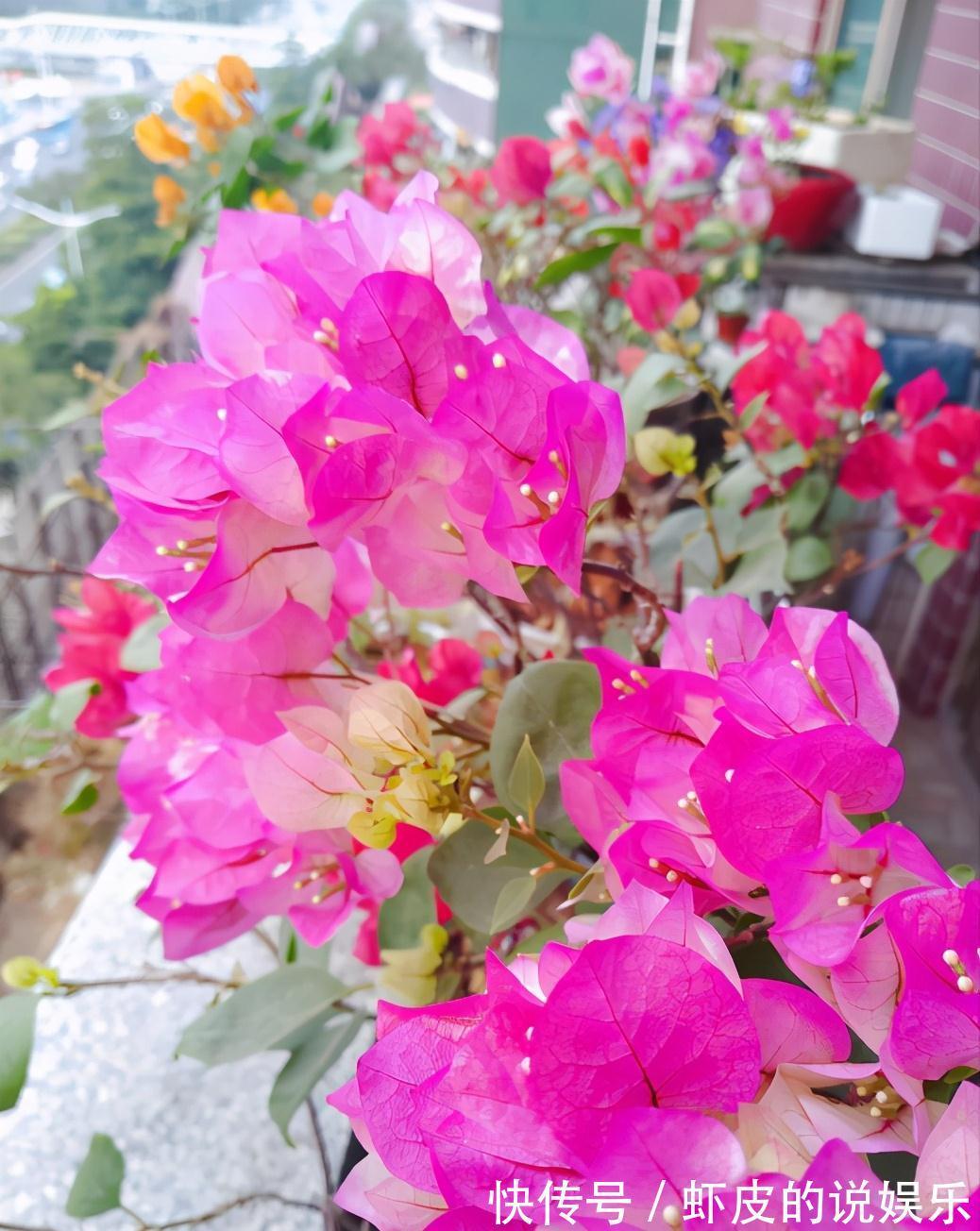 冬天养7种花,“干养”才能活,多灌一杯水,枯萎死翘翘