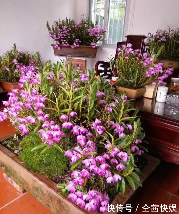 棕榈皮|门前石头上长了一丛草,朋友出1000元来买,开起花来真漂亮!