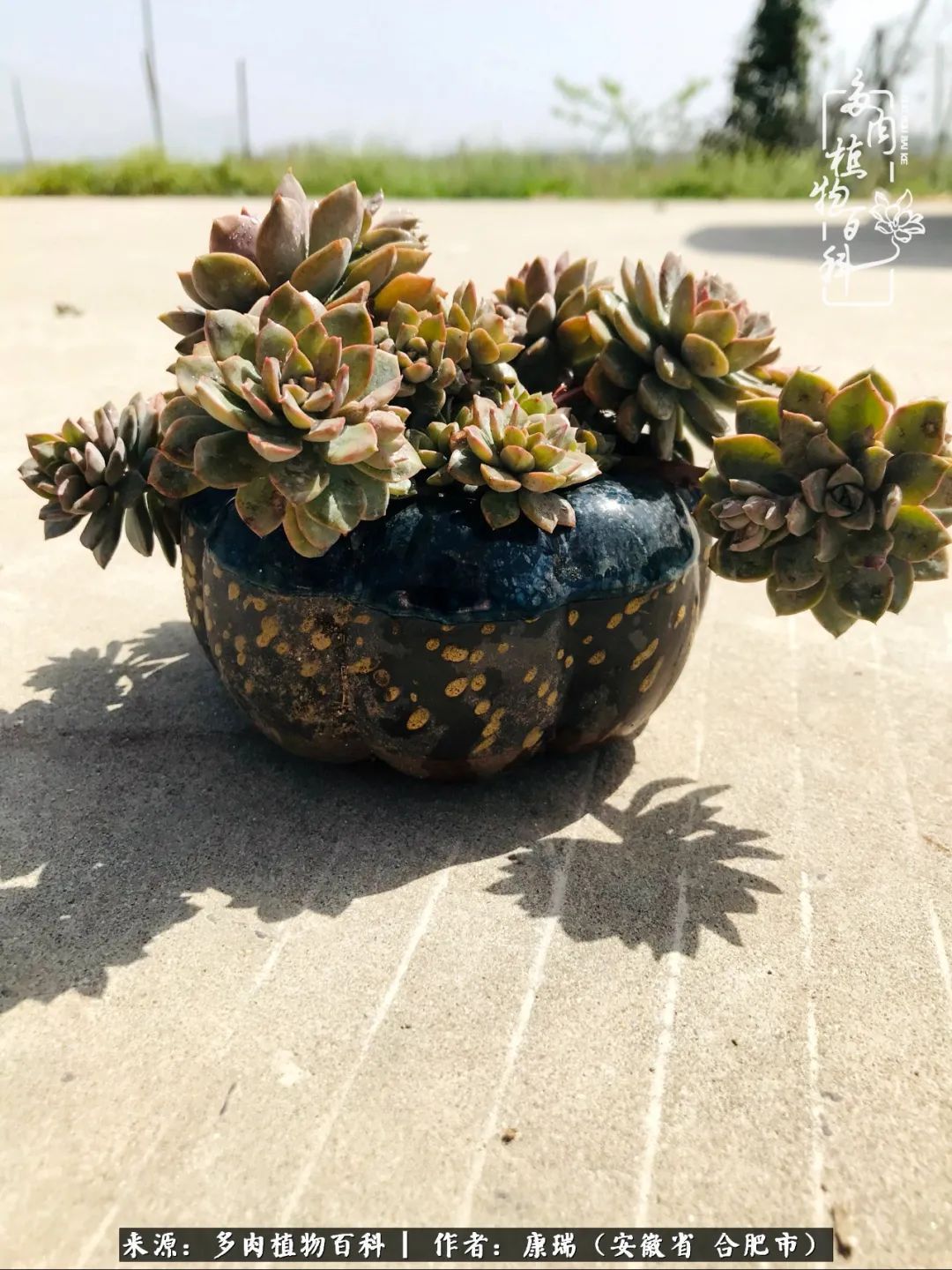 养肉之路，道阻且长，累的是身体，净的是心灵！