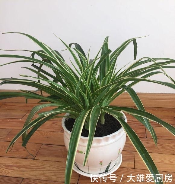 吊兰长|吊兰叶片越长越宽,秘密全是这几招,赶紧学习一下!