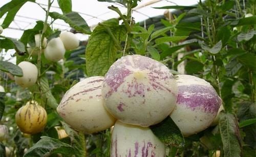 人到中年,要学会常吃3种食物,排毒清肠,美容养颜,营养又瘦身