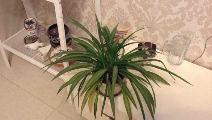 补救|吊兰烂根是什么原因导致的,这样可以补救吊兰烂根问题