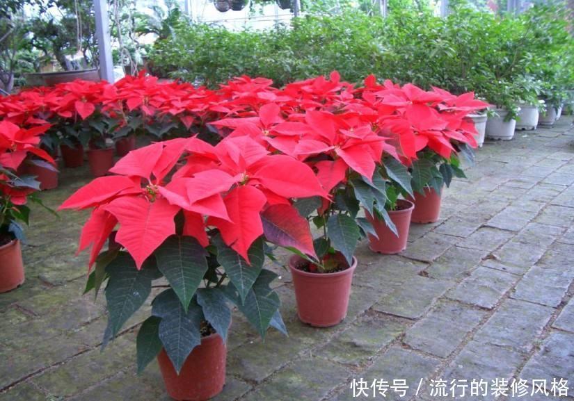 民间七大毒花,别让这些花毁了你的健康