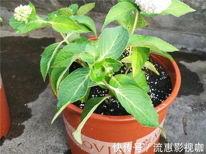 10个养花的坏习惯,赶紧改,不然真是浪费钱!