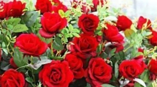 4种花养阳台,浇点水就疯长,开成花海,比吊兰好养,花色娇艳