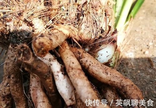 促使兰花发芽的方法，离不开3个要素，20天就见效