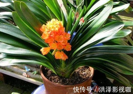 肉质性|养君子兰、长寿花、蟹爪兰,不开花怎么办别怕,学它就对了