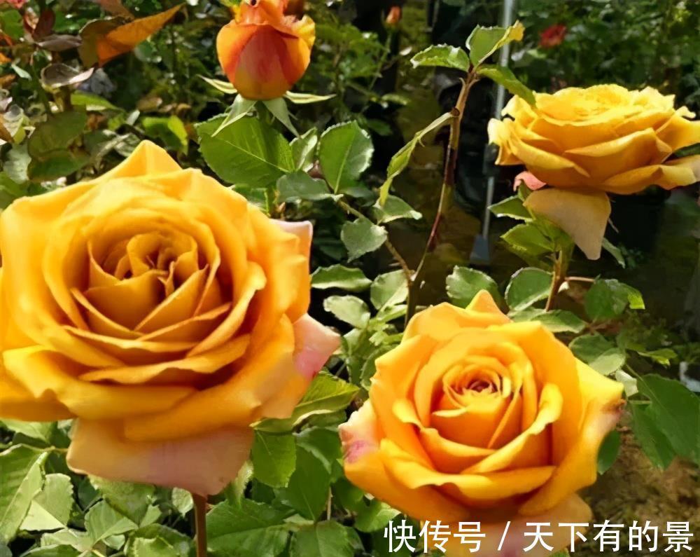 风雨兰|3种漂亮花,夏天也别搬进屋,多晒晒多淋雨,长势旺开花美