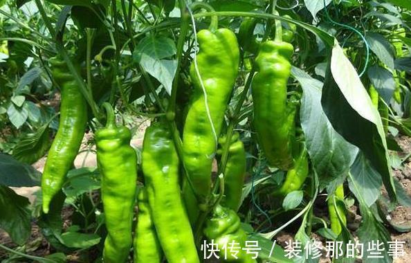 青椒|常吃青椒的人，身体不会差，但切忌与一物同吃，却有很多人不清楚