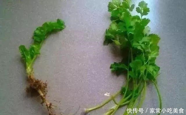 蔬菜|4种菜根不要扔 丢进花盆浇点水 半月又能长出一盆新蔬菜!