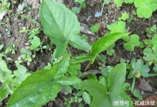 紫花|农村常见的野草,称为“犁头草”,现在才知能入药,价值珍贵