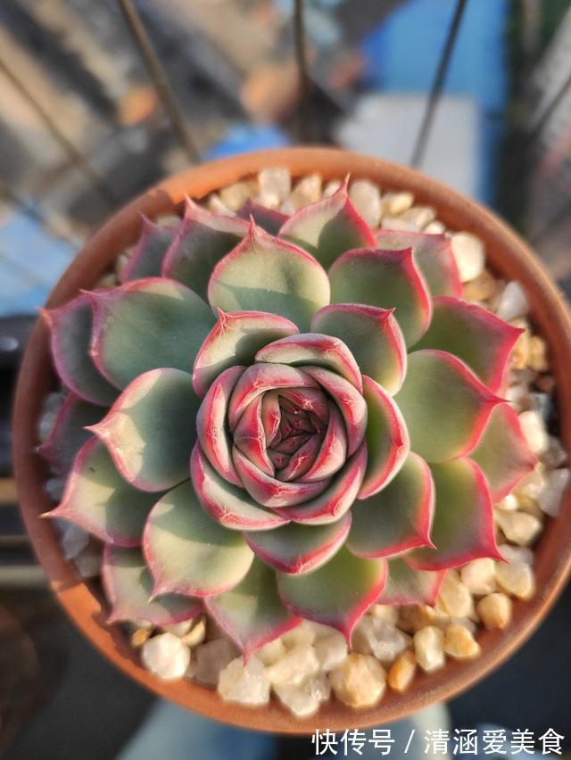 玉露|这“三多肉”最怕晒,遇强光易“摊大饼”,阴一点养成群生肉墩子