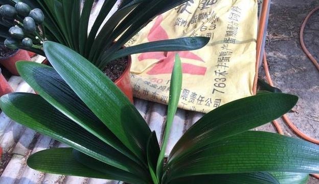 养君子兰用这个小妙招,开花多、新叶多、不夹箭,叶子绿的发光