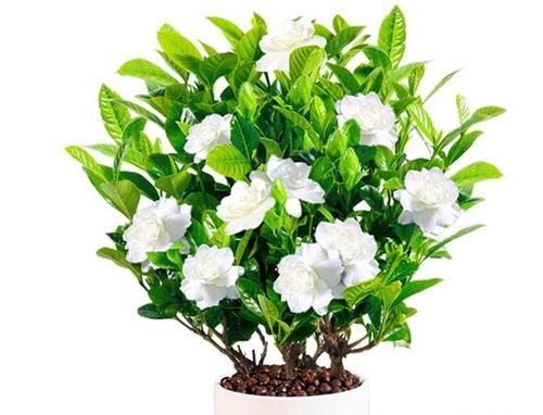  土壤|养杜鹃、茶花和栀子花先打好两个基础，枝叶不黄不掉，花开不断