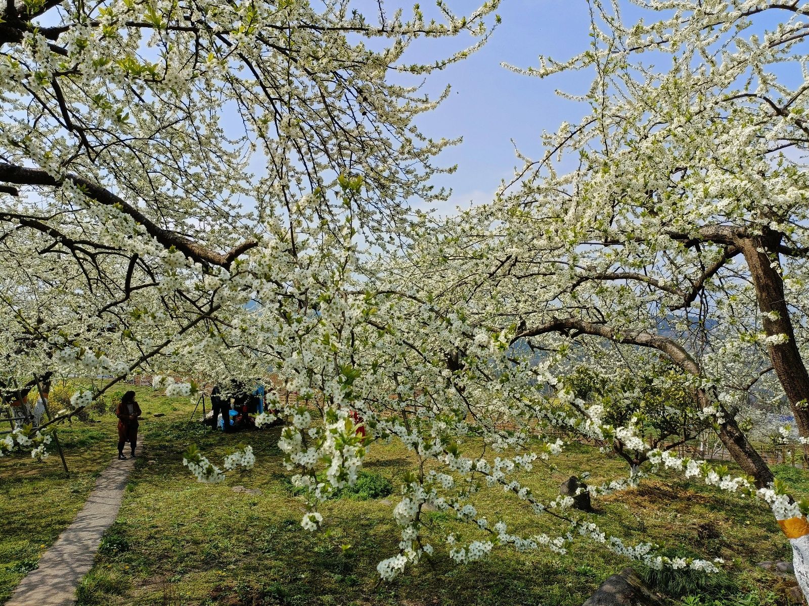 恩施：李花树下春意浓