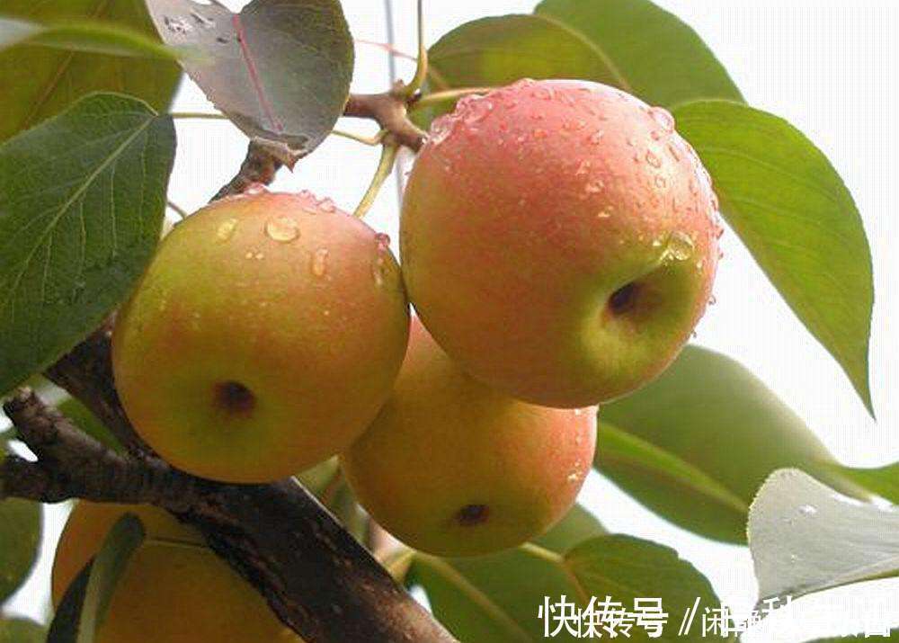 香味|人称“梨中之王”，果肉自带果香味，一斤卖5元，可以种植吗