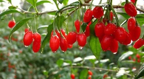 mole|枸杞与阿尔茨海默病