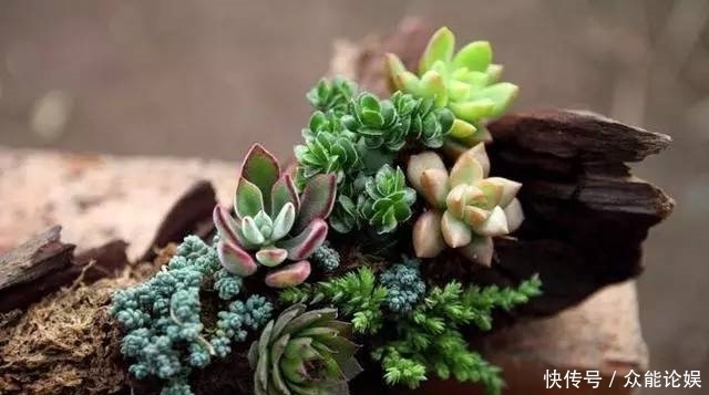 也许你不需要一个庭院就能有一个园林