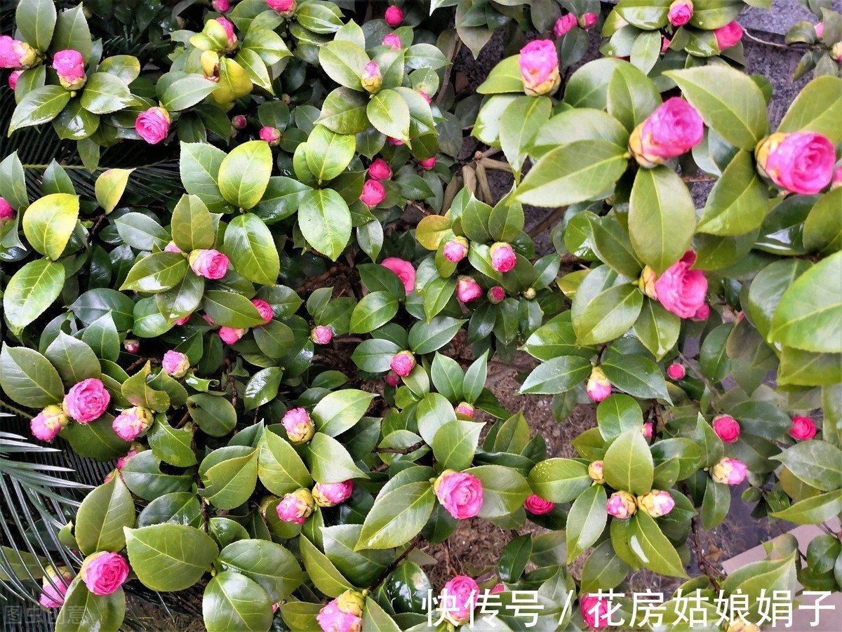 娟子|喜欢下雨天的 8种花,下雨扔外面,越淋雨生长越旺盛,开花越多