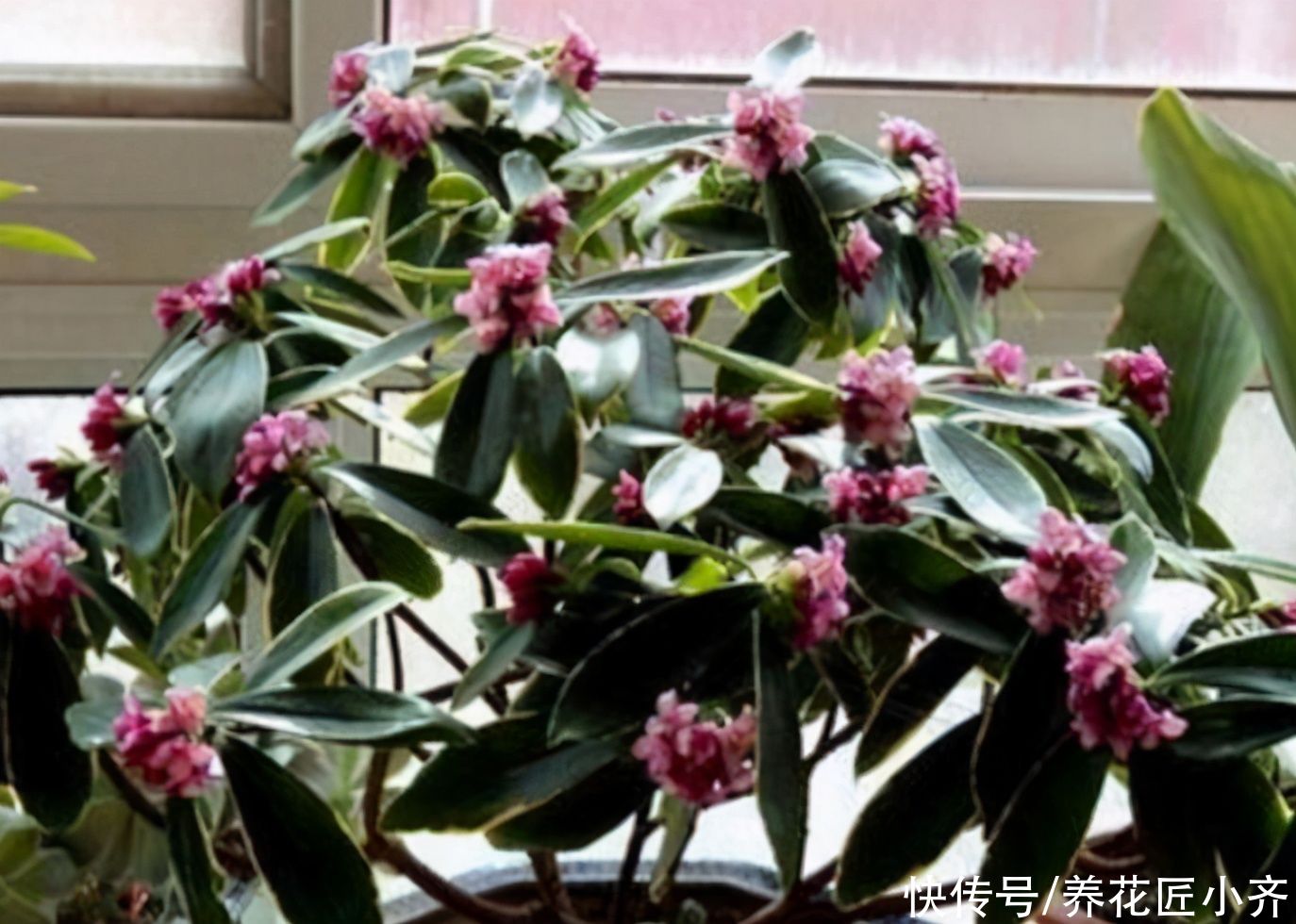 家中常见的这些花，摆放位置很关键，否则花期短，甚至不开花