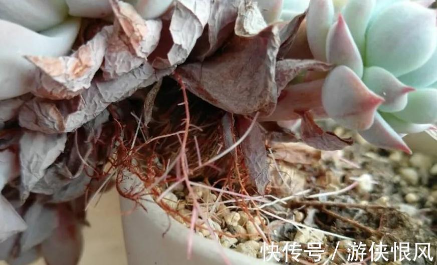 多肉长气根危害大,弄清这些原因,对症下药不用慌