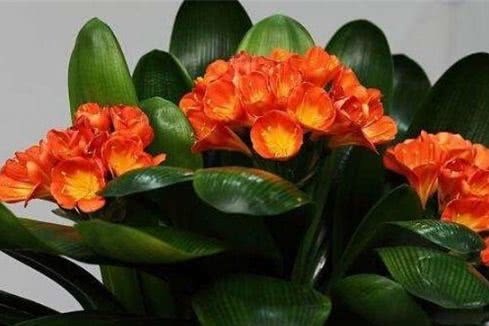 养君子兰做好关键这点,长得比大白菜还好,叶绿花艳一年开三次花